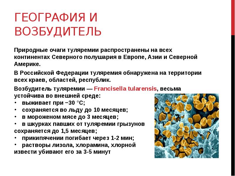 Природные очаги туляремии. Туляремия возбудитель. Туляремия эпидемиология. Типы природных очагов при туляремии.