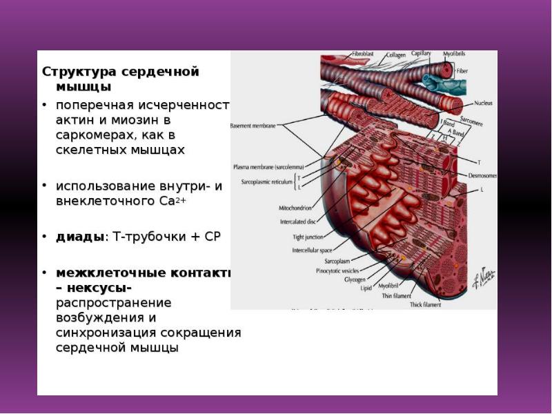 Где находится сердечная мышца у человека фото