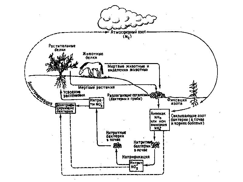 Круговорот азота в биосфере схема и пояснения