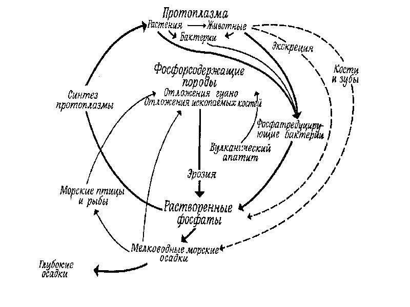 Биогеохимический цикл магния схема