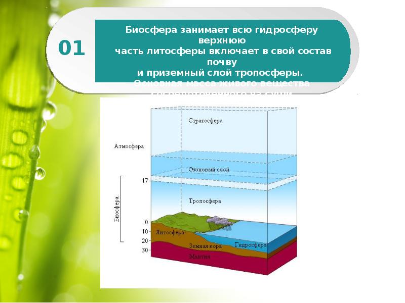 Биосфера сфера жизни презентация