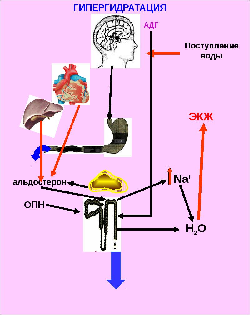 функции минеральных солей в клетке. минеральные соли функции. поступление солей в организм. поступление солей в организм. соль в организме человека.