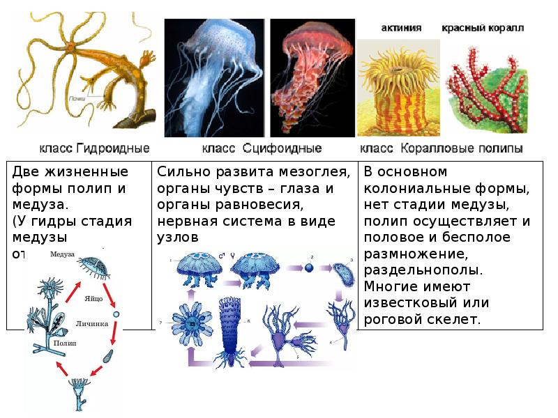 Рисунок на тему кишечнополостные