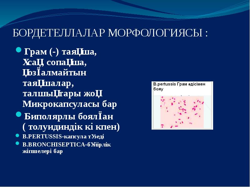 Бордетелла бронхисептика