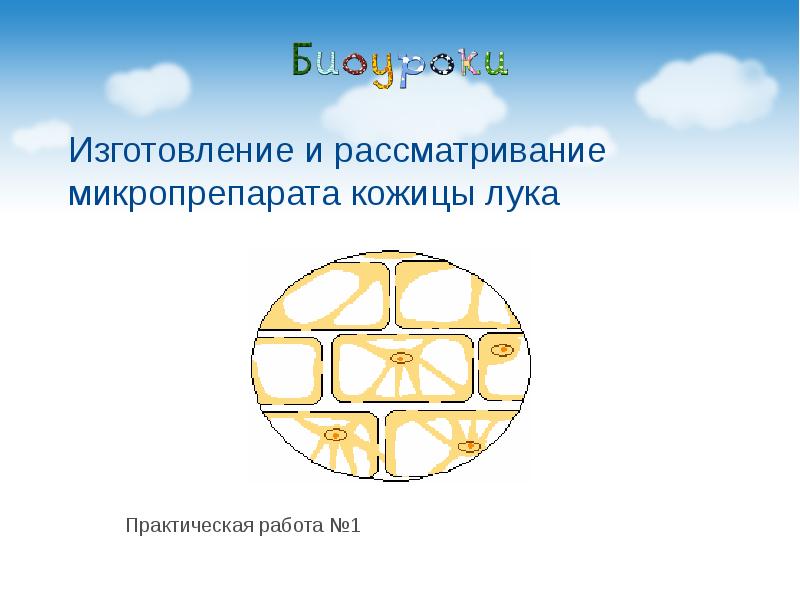 Изготовление и рассматривание микропрепарата кожицы лука Практическая работа №1