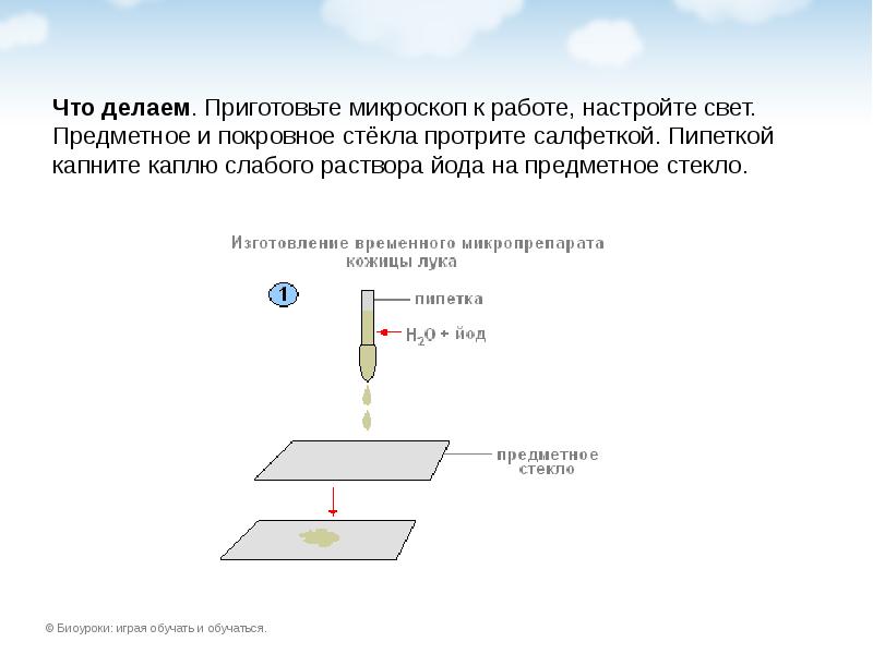 Что делаем. Приготовьте микроскоп к работе, настройте свет. Предметное и покровное