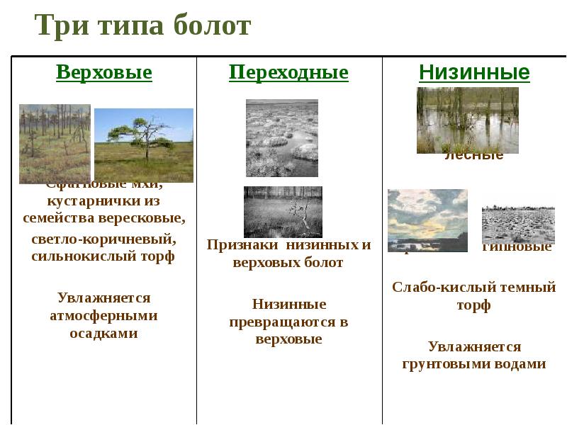 Питание верховых болот. Болото 3 типа. Верховое Низинное и переходное болото. Типы болот верховые и низинные. Классификация болот схема.