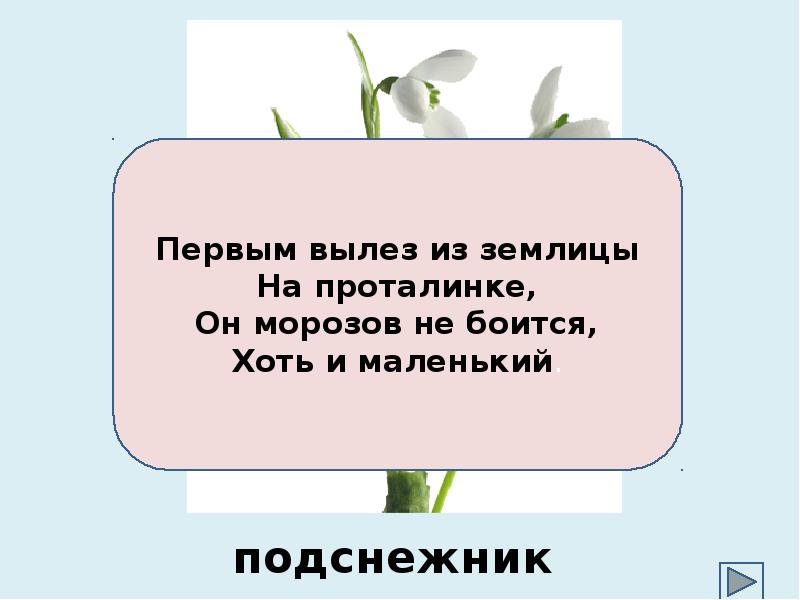 Первый вылез из землицы на проталинке загадка. Первым вылез из землицы на проталинке. Первым вылез из землицы на проталинке он Мороза не боится. Загадки первым вылез из. 1 Вылез из землицы на проталинке он Мороза не боится хоть и маленький.