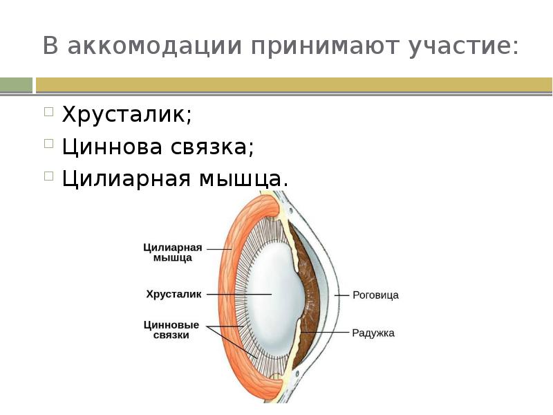 Какие характеристики хрусталика обеспечивают его аккомодацию. Строение хрусталика глаза. Структуры глаза участвующие в аккомодации. Строение глаза циннова связка.