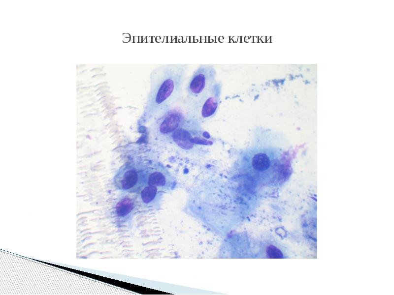 Эпителиальные клетки Эпителиальные клетки