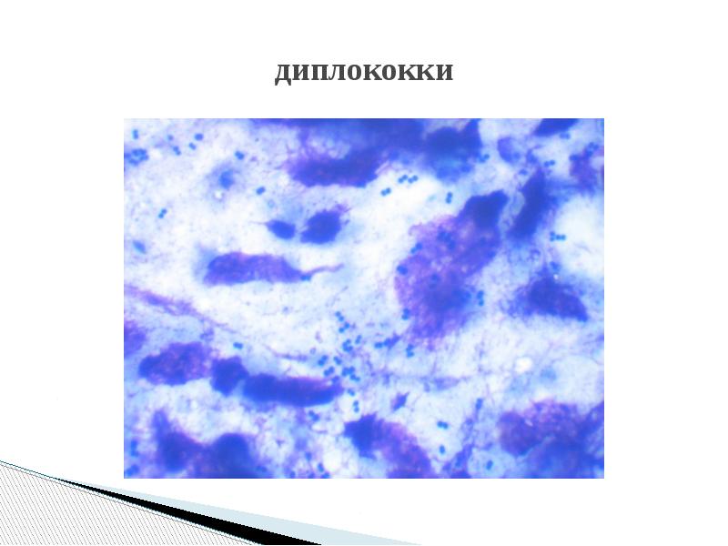 диплококки диплококки