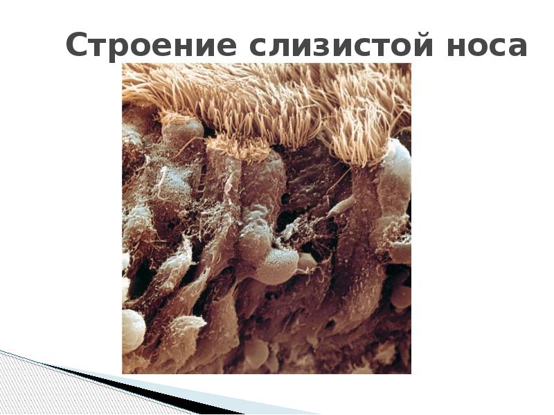 Строение слизистой носа Строение слизистой носа