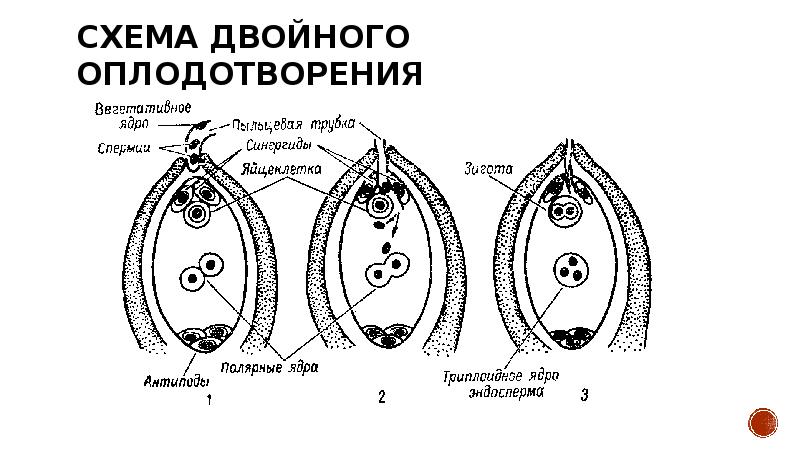 Схема двойного оплодотворения