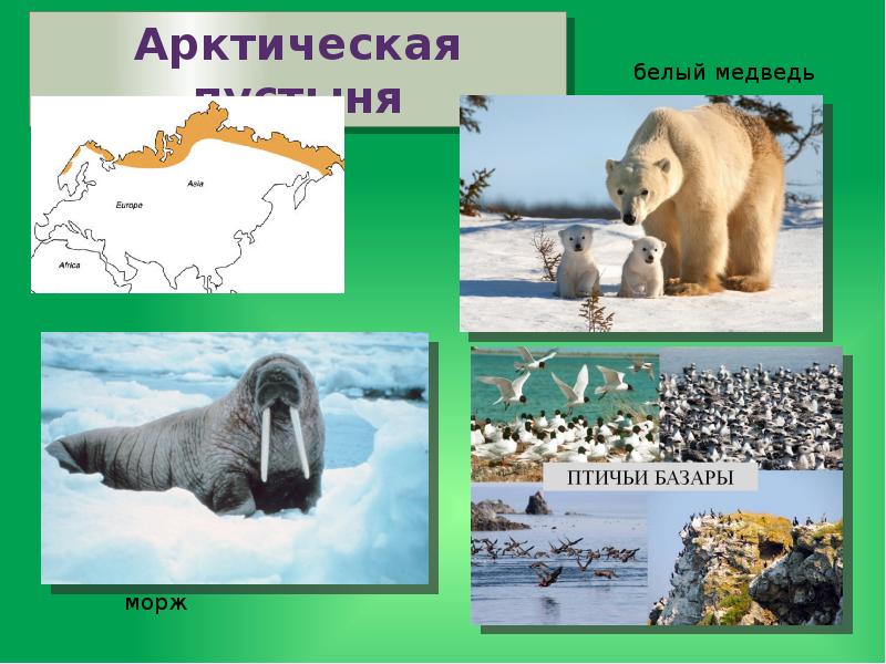 Природные зоны евразии 4 класс. Природные зоны Евразии арктические пустыни. Арктические пустыни Евразии животные. Животный мир арктической пустыни в Евразии. Природная зона арктических пустынь в Евразии.