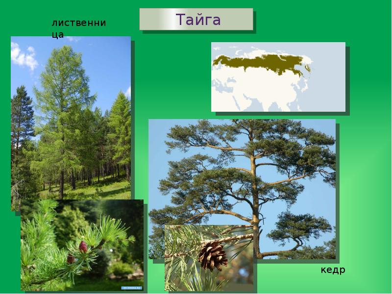 Произрастание хвойных деревьев природная зона. Кедр природная зона. Лиственница и кедр. Саловое дерево природная зона в Евразии. Природные зоны Италии.
