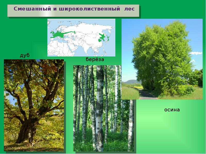 Дуб природная зона. Смешанные и широколиственные леса дуб. Природные зоны Евразии широколиственные леса. Природные зоны смешанные и широколиственные леса в Евразии. Лесные зоны Евразии.