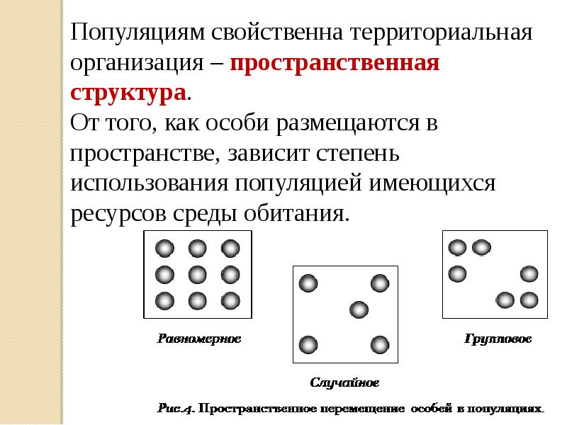 Презентация на тему структура популяции