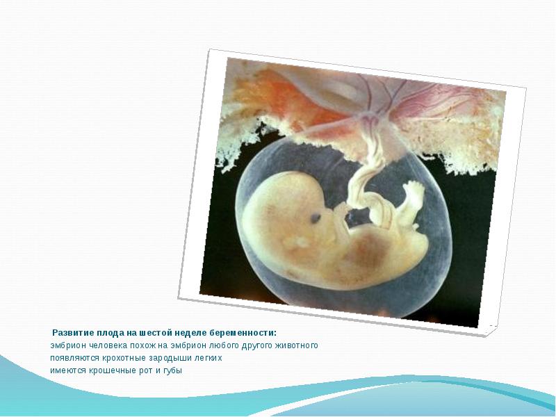 Презентация развитие зародыша и плода беременность и роды