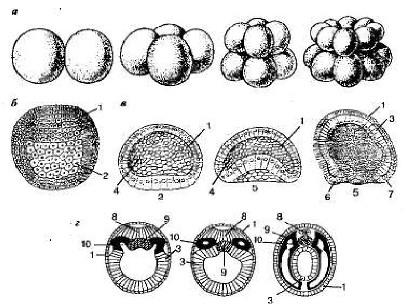 Начальный этап развития оплодотворенного яйца носит название. Гаструляция ланцетника. Онтогенез зародыш. Стадии развития зародыша ланцетника. Схема эмбриогенеза ланцетника.