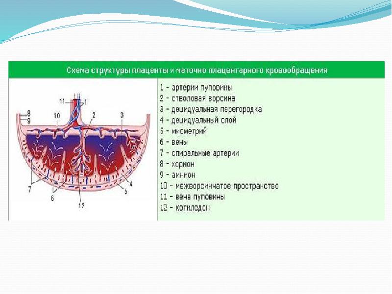 Матка сосуды плода плацента сосуды матери амнион рисунок
