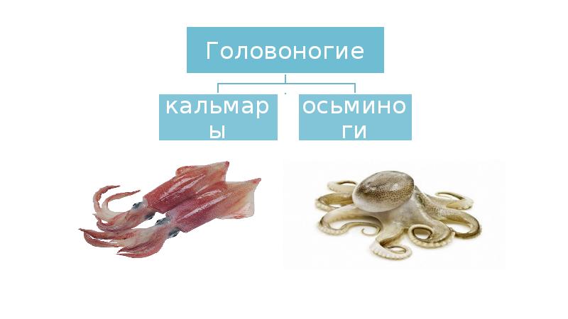 Классификация морепродуктов схема