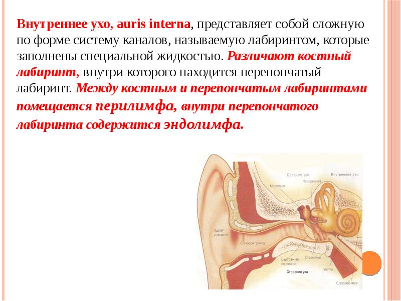 Органы слуха и равновесия их анализаторы презентация