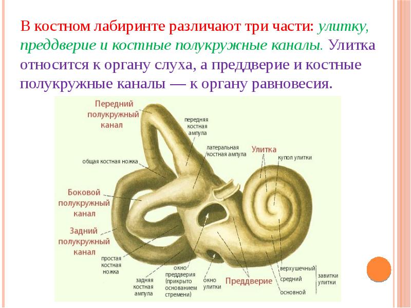 Орган слуха и равновесия презентация по биологии 8 класс