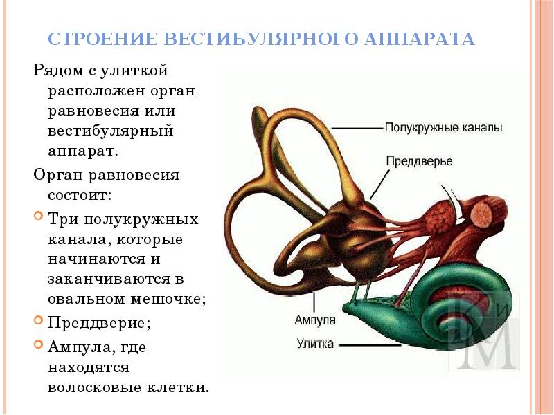 Органы слуха и равновесия их анализаторы презентация