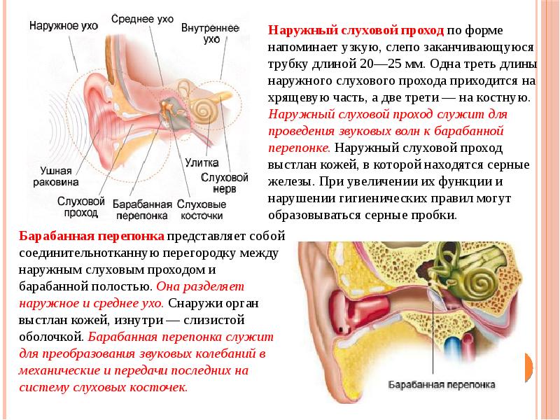 Перепонка уха человека фото Органы слуха и равновесия. Их анализаторы