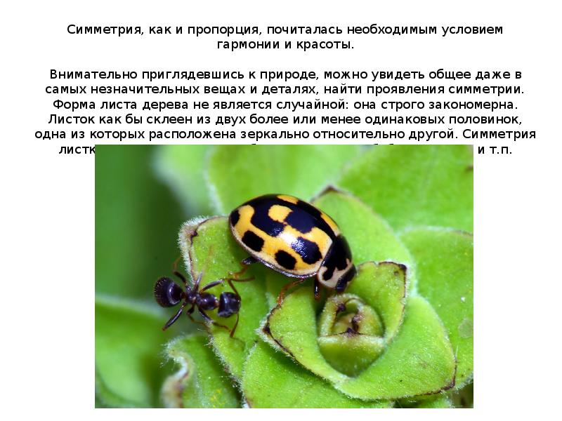 Симметрия, как и пропорция, почиталась необходимым условием гармонии и красоты. Симметрия, как и пропорция, почиталась необходимым условием гармонии и красоты.