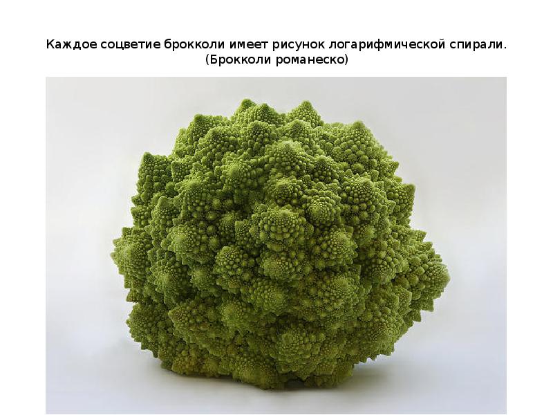 Каждое соцветие брокколи имеет рисунок логарифмической спирали.(Брокколи романеско) Каждое соцветие брокколи имеет рисунок логарифмической спирали.(Брокколи романеско)