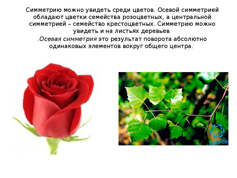 Симметрию можно увидеть среди цветов. Осевой симметрией обладают цветки семейства розоцветных, Симметрию можно увидеть среди цветов. Осевой симметрией обладают цветки семейства розоцветных,