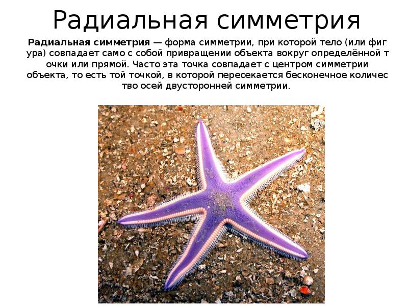 Радиальная симметрия
Радиальная симметрия — форма симметрии, при которой тело (или фигура) совпадает само с собой привращении объекта вокруг определённой точки или прямой. Часто эта точка совпадает с центром симметрии объекта, то есть той точкой, в которой пересекается бесконечное количество осей двусторонней симметрии. Радиальная симметрия
Радиальная симметрия — форма симметрии, при которой тело (или фигура) совпадает само с собой привращении объекта вокруг определённой точки или прямой. Часто эта точка совпадает с центром симметрии объекта, то есть той точкой, в которой пересекается бесконечное количество осей двусторонней симметрии.