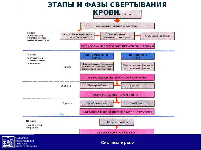 Свертывающая система схема