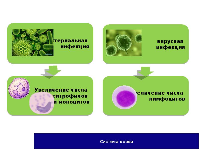 Проект по биологии с продуктом