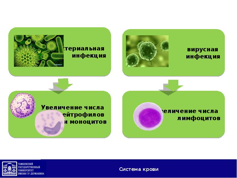 Чем отличается инфекция от вируса простыми словами. 2н4с это в биологии. Спекулятивная биология снаяда.