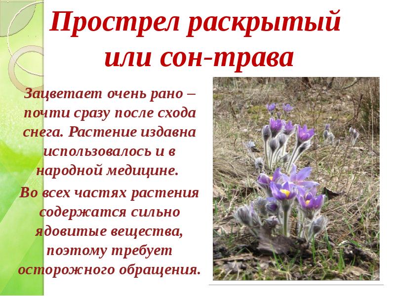 Первоцветы башкирии фото с названиями и описанием