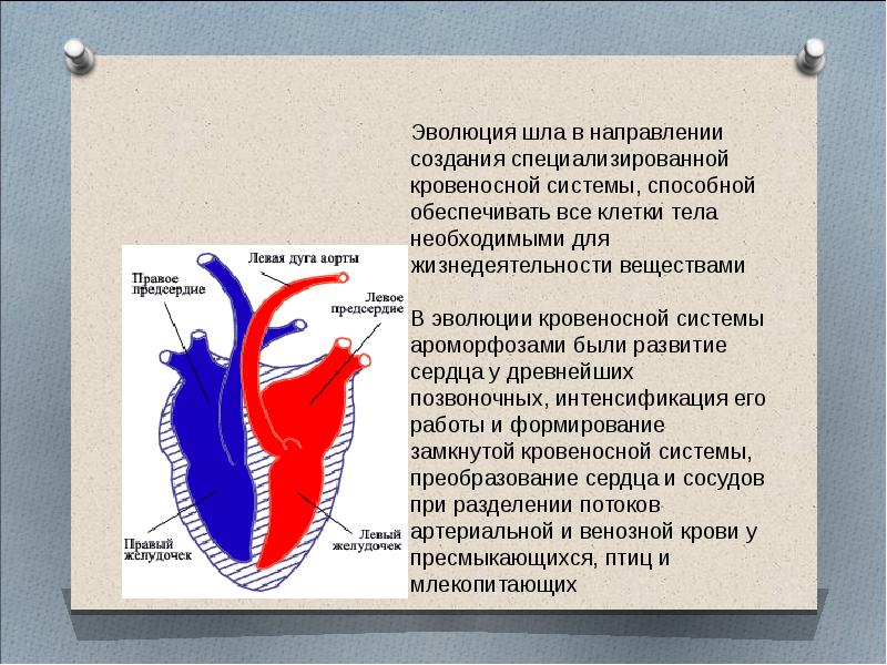 Проект эволюция кровеносной системы