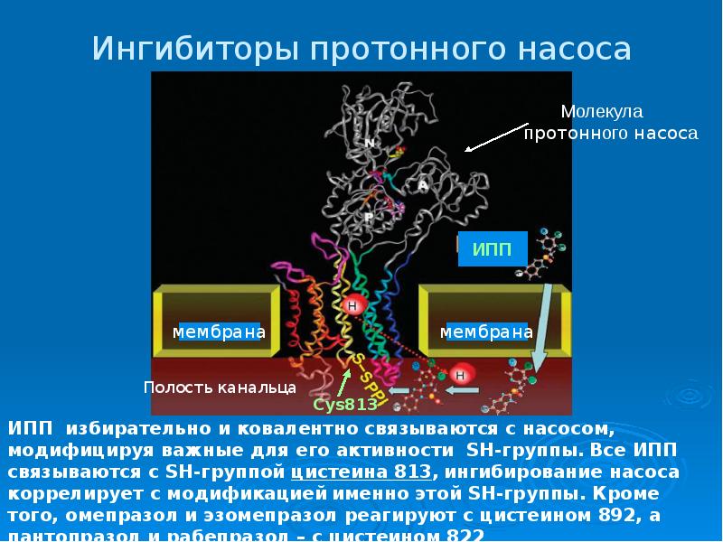 Ингибиторы протоновой помпы презентация