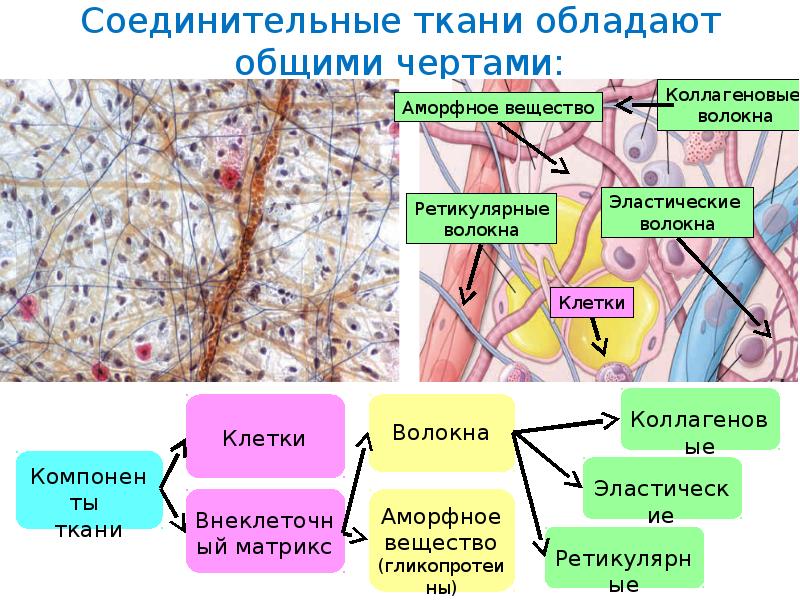 Какие ткани обладают. Соединительная ткань обладает. Общие особенности соединительной ткани. Местонахождение соединительной ткани. Какие признаки соединительной ткани.