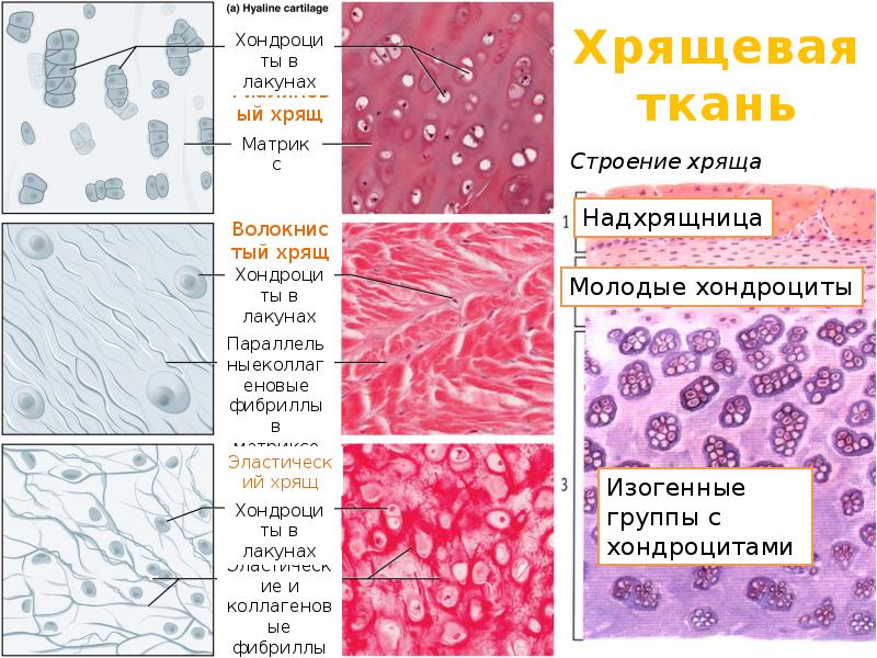 Хрящевые ткани рисунок