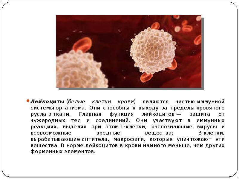 Лейкоциты крови способны. Лейкоциты. Лейкоциты и вирусы. Белые клетки крови. Лейкоциты в крови человека.