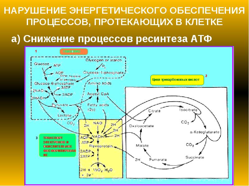 Повреждение клетки патофизиология презентация