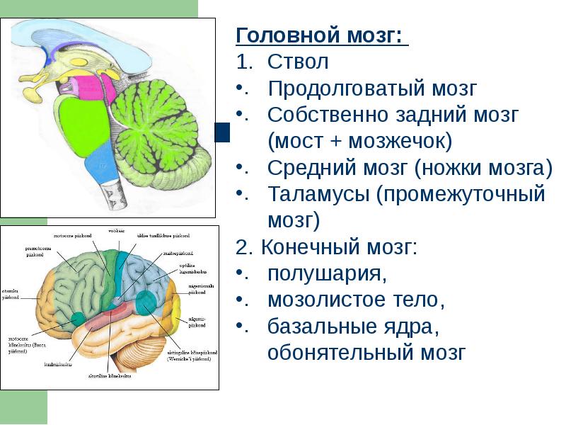 Задний мозг презентация анатомия