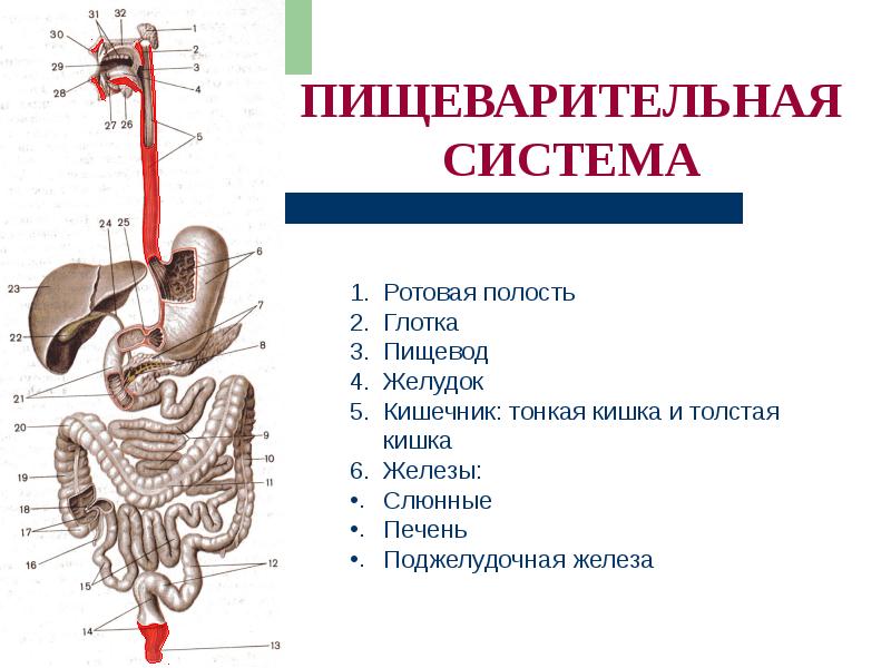 Какой орган пищеварения на рисунке обозначен буквой а пищевод желудок тонкая кишка толстая кишка