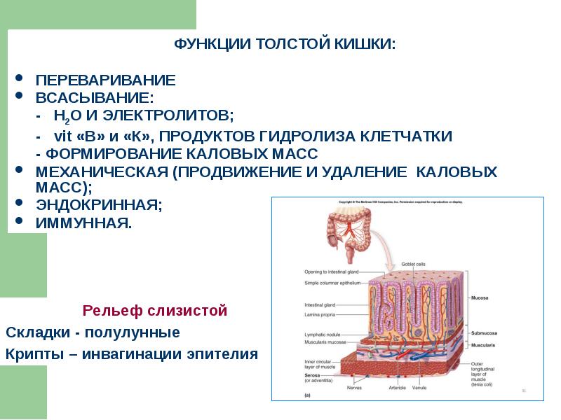 Анатомия и физиология кишечника презентация