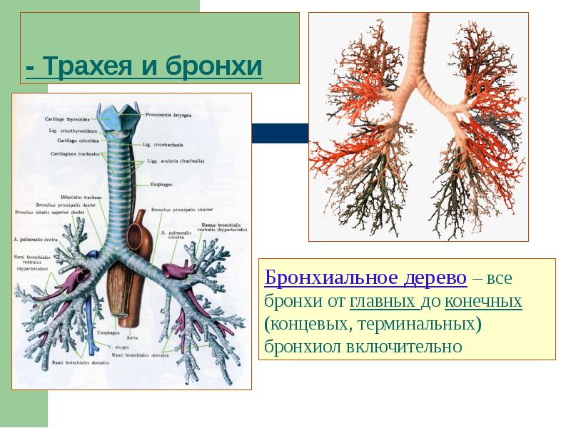 Бронхи и трахея схема