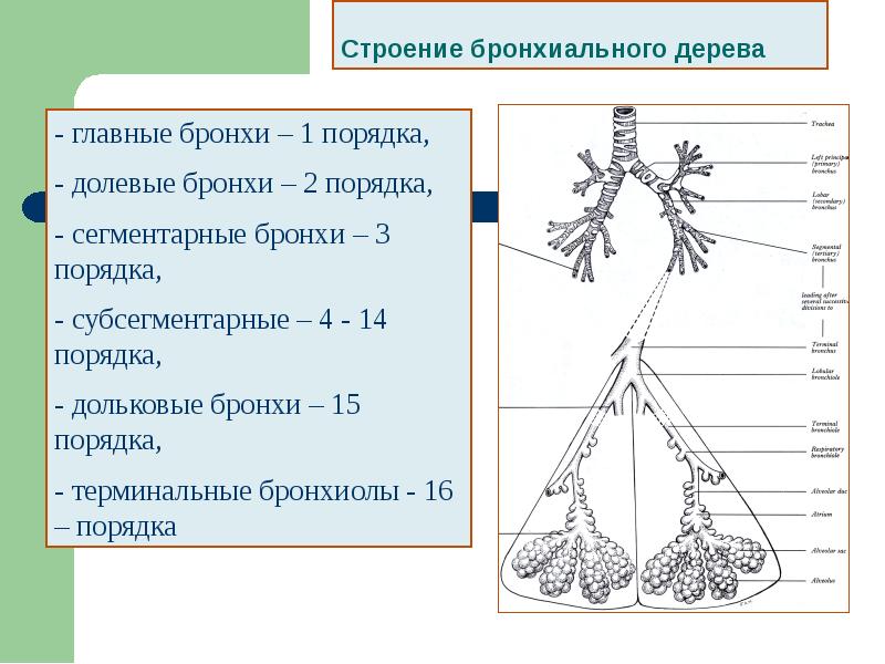 Схема строения бронхиального дерева