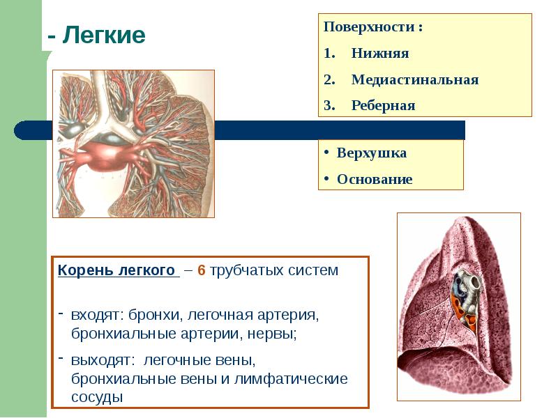 Поверхности легкого