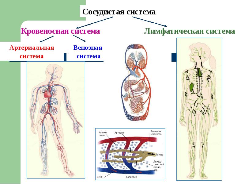 Анатомия человека презентация